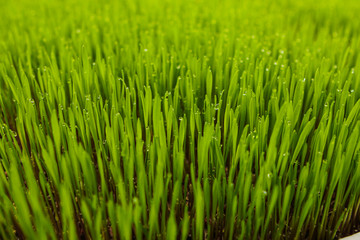 Fototapeta na wymiar green organic wheat grass growing in greenhouse