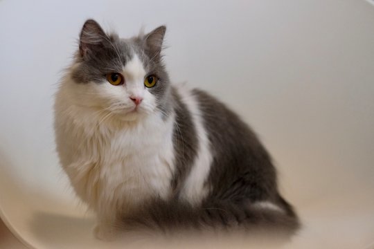 close up one white gray Napoleon cat standing on white chair, looking at camera. Blur background