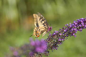 Common swallowtail butterfly on butterfly bush