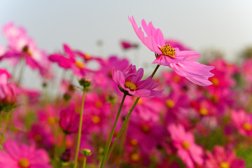 side view red color beautiful daisy or Cosmos bipinnata Cav © Freer