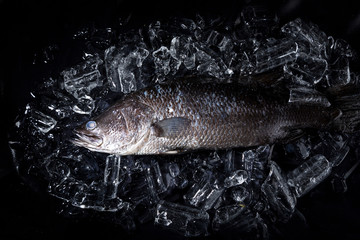 Fresh sea bass fish on ice on a black stone table top view