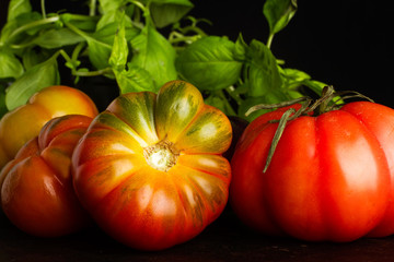 Tomates frescos naturales variados con planta de albahaca sobre un fondo oscuro. Vista de frente y de cerca