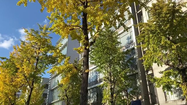 金色の銀杏並木 銀杏 シティ B-roll スロー 銀杏_v02_00482(IMG_4845_2_MOV)