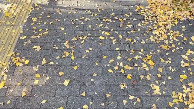 落ち葉の歩道を歩く 銀杏並木 銀杏 シティ B-roll スロー 銀杏_v04_00484(IMG_4847_1_MOV)