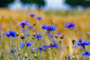 Kornblume im Fokus