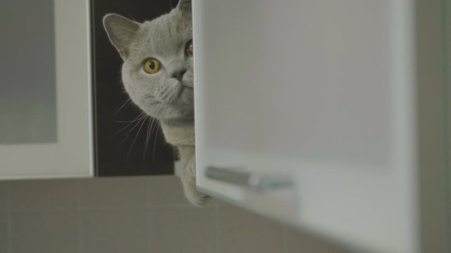 Cute silly cat peeking from around the corner. Big fluffy cat peeks out the corner. Cat hid on a shelf and peeps out. Cat looking funny.