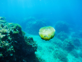 Obraz na płótnie Canvas Underwater photograph of jellyfish in the Mediterranean Sea