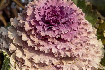 autumn background in close-up of decorative cabbage growing in the garden in the cold November sun