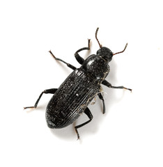 top view small beetle close up on white background