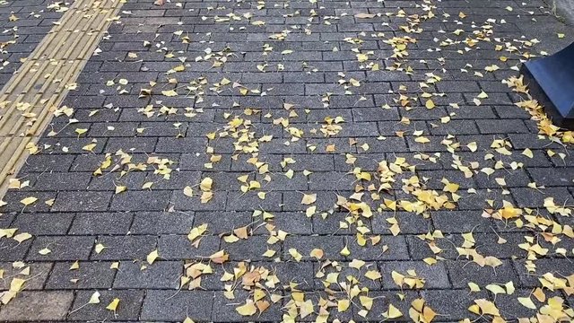 風に舞う落ち葉 落ち葉の歩道を歩く 銀杏並木 銀杏 シティ B-roll スロー 銀杏_v05_00485(IMG_4847_2_MOV)