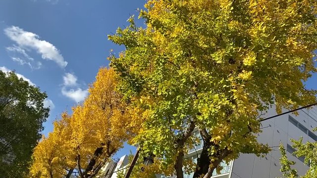 金色の銀杏並木 銀杏 シティ B-roll スロー 銀杏_v03_00483(IMG_4846_MOV)