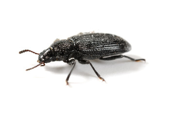 side view small beetle close up on white background