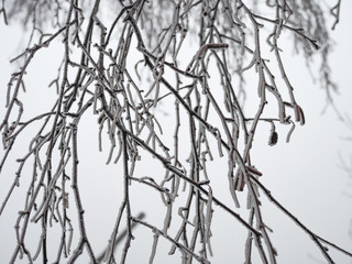 beautiful hanging birch branches covered with frost