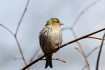 Eurasian siskin spinus spinus female sitting on branch of tree. Cute little yellow songbird. Bird in wildlife.