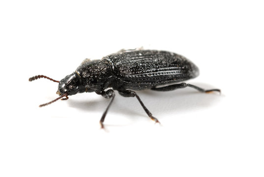 side view small beetle close up on white background