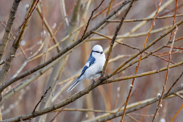 Azure tit Cyanistes cyanus sitting on birch tree branch. Cute rare white little songbird. Bird in wildlife.