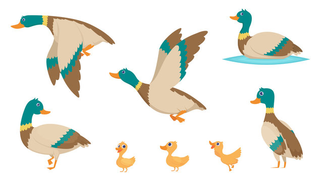 Wild ducks. Young swimming birds water pond little ducks vector cartoon collection. Illustration of mother baby duck, duckling bird cartoon