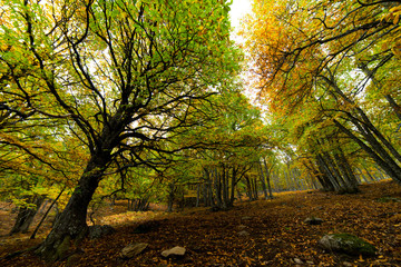 Otoño en el tiemblo colores y perspectiva