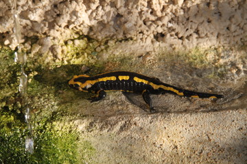 Salamandre