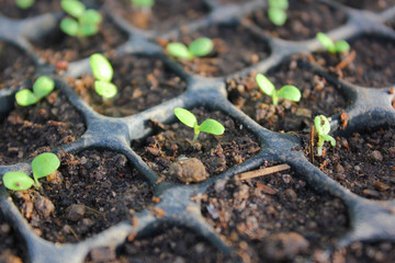 small green plants, sprouts growing up in the nursery tray. Prepare vegetables before planting.