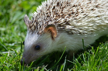 hedgehog 2