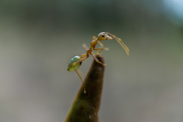 Green Ant in Cairs Australia