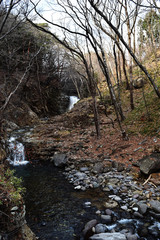 栃木県　龍王峡の林