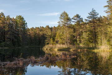 Fototapeta na wymiar Daytime landscape of forest reflected in the lake