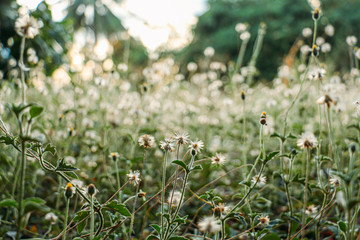 Fototapeta premium wild flowers in the field