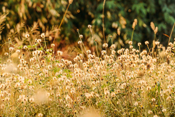wild flowers in the field