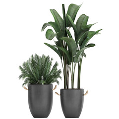 exotic plants in pots on a white background