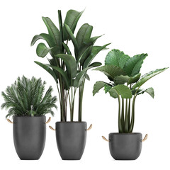 exotic plants in pots on a white background