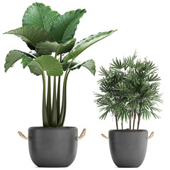 exotic plants in pots on a white background