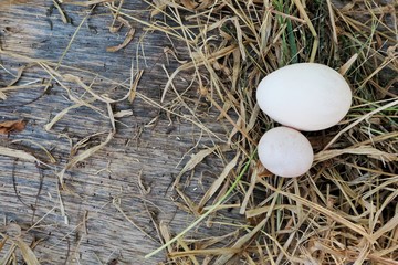 White eggs on hay on old wooden, Copy space 