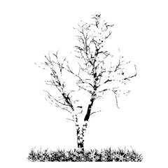 Vector silhouette of snowy forest on white background. Symbol of winter, meadow, park, tree, season, snow, cold, snowflake, Christmas, frost.