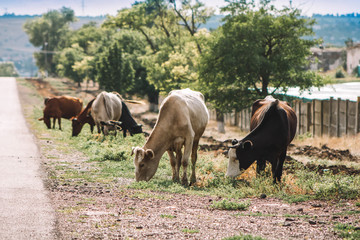 a herd of cows grazes near the road in the village