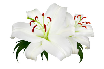 Two white lily flowers with red stamens and green leaves on white background isolated closeup, beautiful lilly floral pattern, lilies bunch, lillies bouquet, greeting card or wedding invitation design