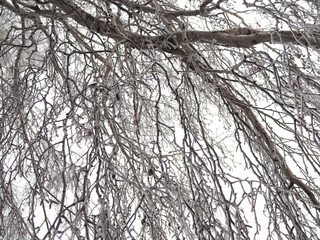 beautiful hanging birch branches covered with frost
