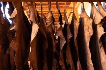 Fototapeta na wymiar Goat hides used for traditional leather production drying on a bar at the Chouara tannery, Fez, Morocco