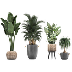 exotic plants in pots on a white background