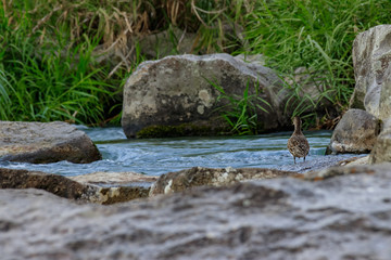 関之尾滝甌穴群と水鳥　宮崎県都城市　Sekinoono waterfall　Potholes　Miyazaki Miyakonojo city
