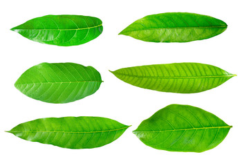 Various leaves on a white background, green leaves isolated.