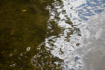 Green lake with some fish