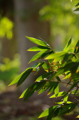 Bamboo Tree Leaf Used for decoration of gardens and interior