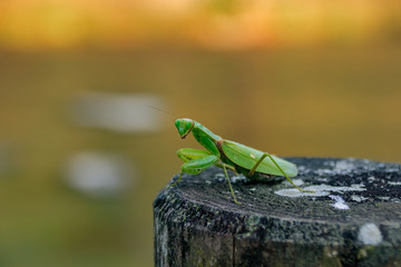 緑のカマキリ　宮崎県　Green mantis　Miyazaki
