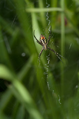 spider on leaf