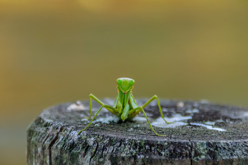 緑のカマキリ　宮崎県　Green mantis　Miyazaki