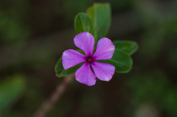 purple beautiful flower
