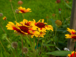 rudbecia in the garden on a clear day in autumn, Russia