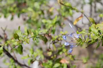 Blue flower